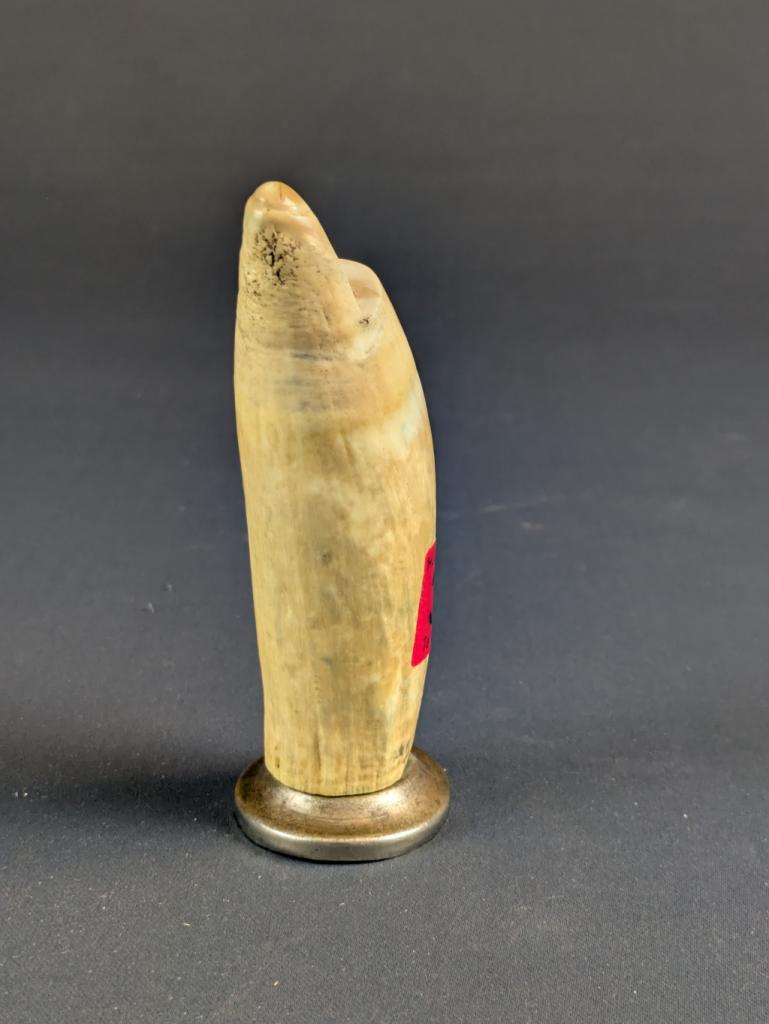 Expertise Scrimshaw - tampon - Artemis Estimations