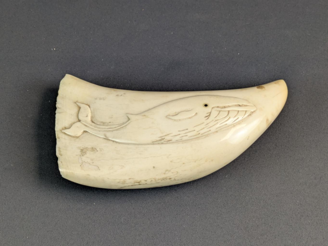 Expertise Scrimshaw - baleine - Artemis Estimations