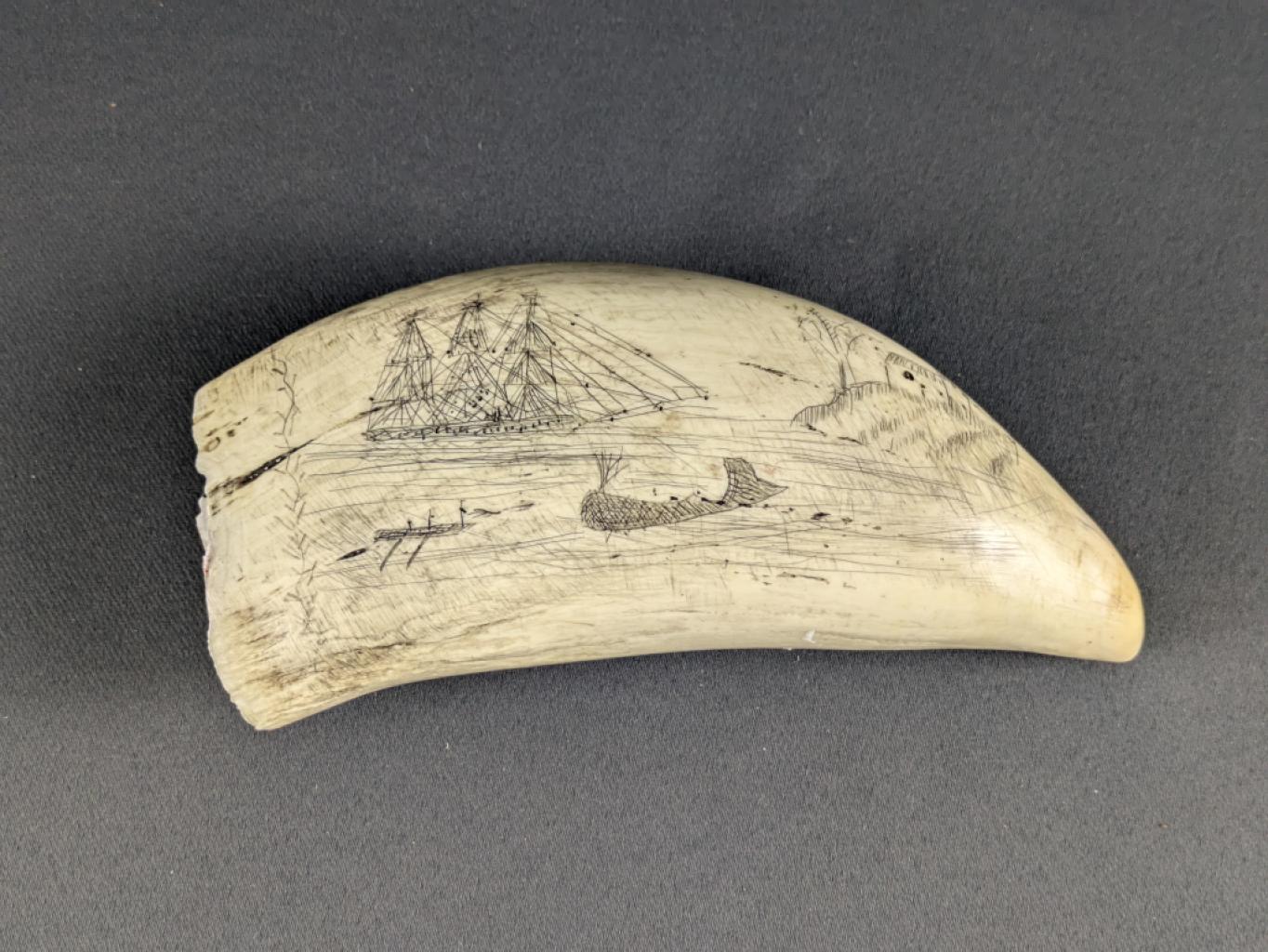 Expertise Scrimshaw - A friend - Artemis Estimations
