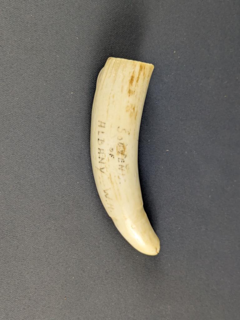 Expertise Scrimshaw - Souvenir of Albany - Artemis Estimations