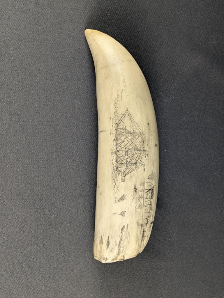 Expertise Scrimshaw - navire et feuillage - Artemis Estimations