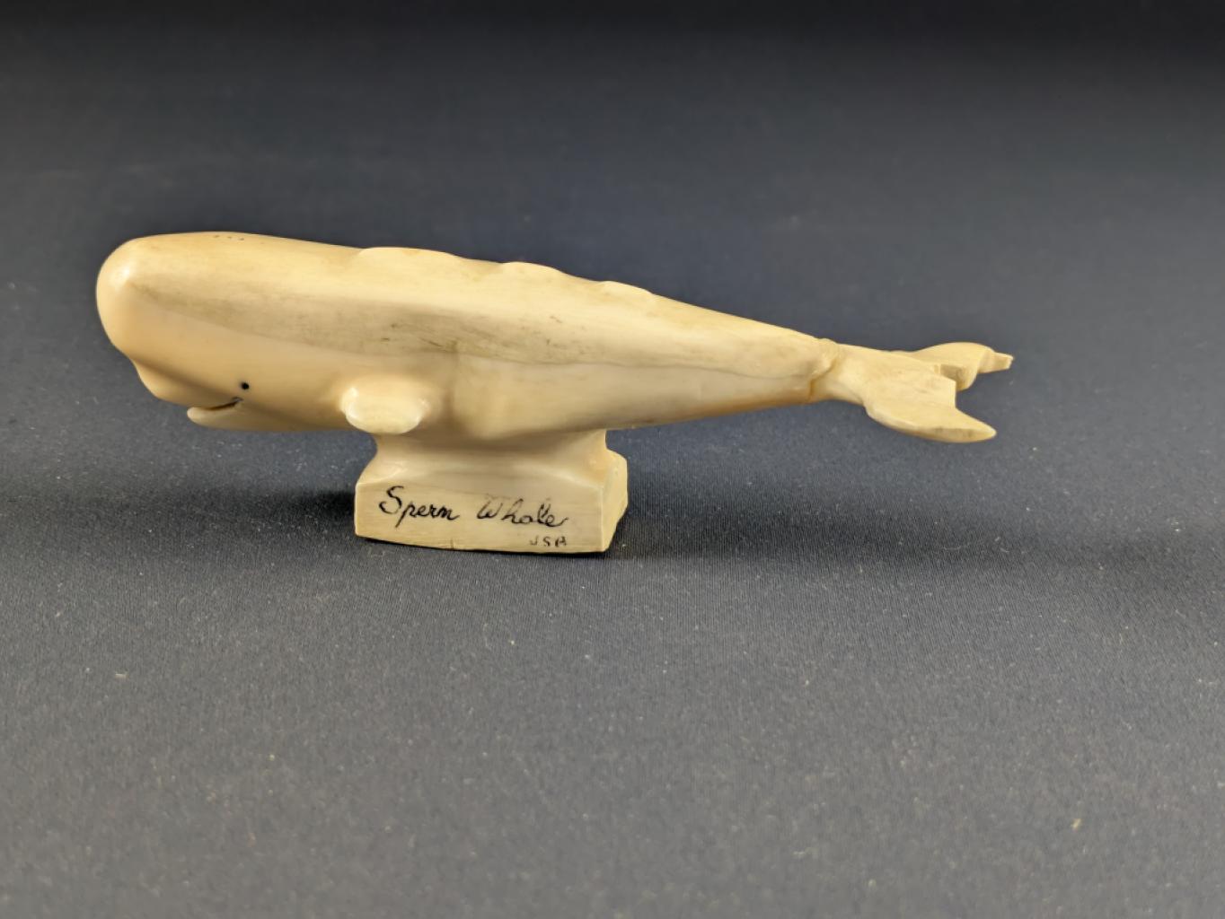 Expertise Morse - baleine - Artemis Estimations
